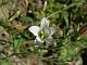 Milky Bellflower